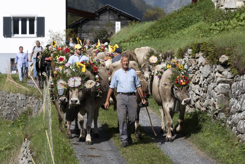 Wassen, Suiza, el 15 de septiembre de 2018: Ceremonial que conduce abajo de ganado