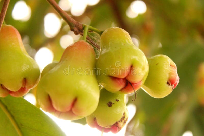 Wasser Apple lizenzfreie stockfotografie Wasser Apple lizenzfreie stockfotografie