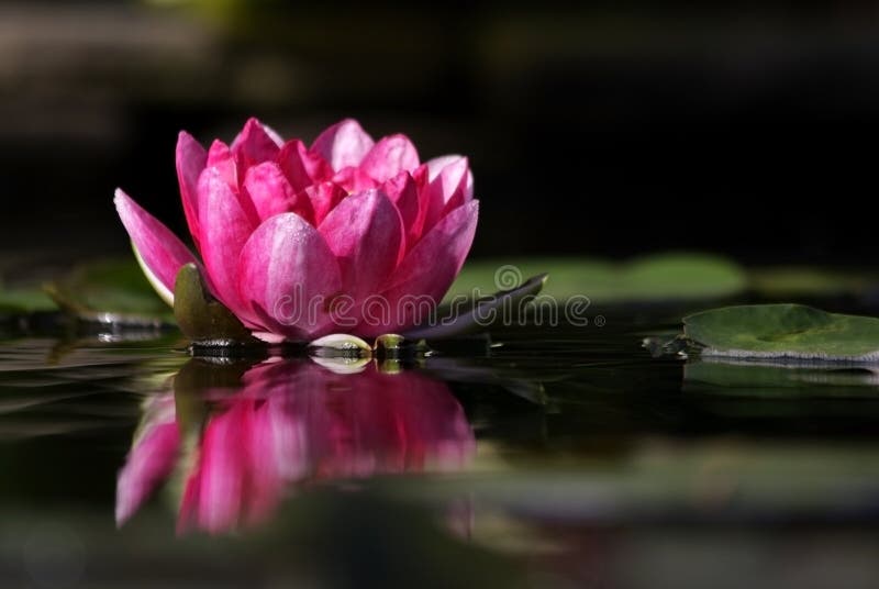 Pink lily floating on the water with reflections. Pink lily floating on the water with reflections