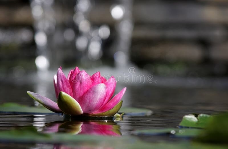 Pink lily floating on the water with small waterfall in the background. Pink lily floating on the water with small waterfall in the background.