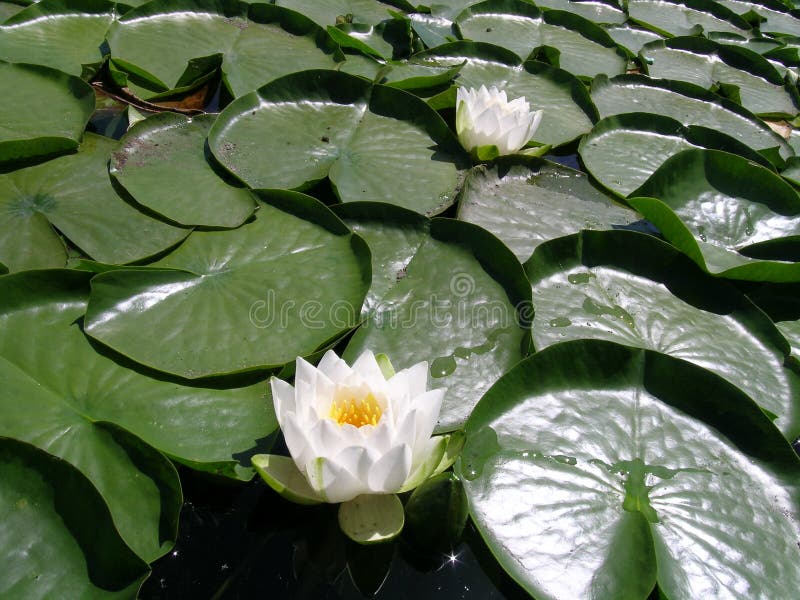 Flowering lily pad on a lake. Flowering lily pad on a lake