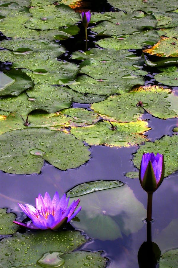 Waterlilies and leaves on a pond. Waterlilies and leaves on a pond