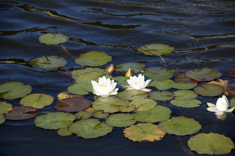 White water lillies on a pond. White water lillies on a pond