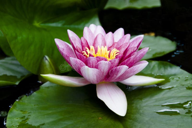 A water lilly in full bloom. A water lilly in full bloom