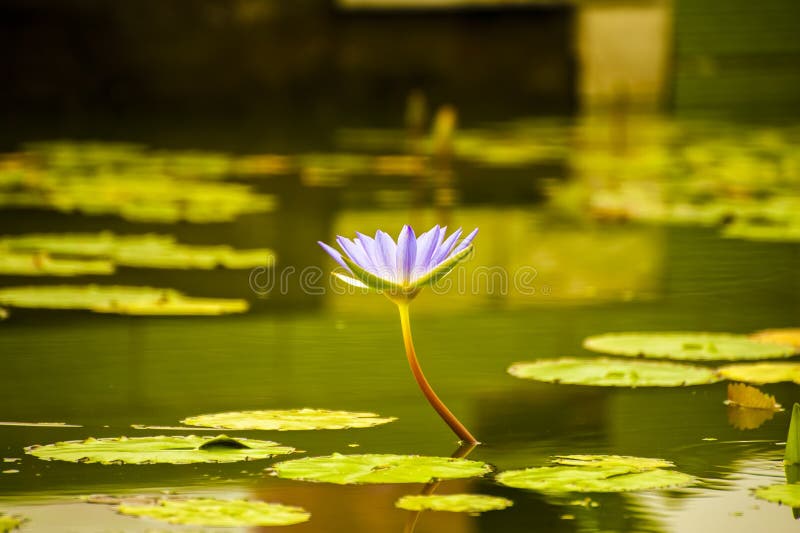 Wasser lilly lizenzfreie stockfotos Wasser lilly lizenzfreie stockfotos