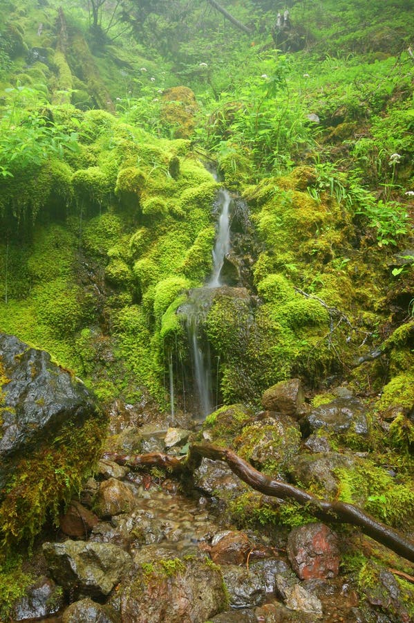 A waterfall in a mountain forest in Washington State on a foggy day. A waterfall in a mountain forest in Washington State on a foggy day