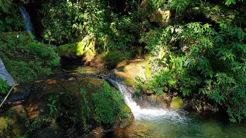 Wasserfall-Ströme aus schwefelhaltigen Gebirgsquellen inmitten eines natürlichen Waldes stockbild