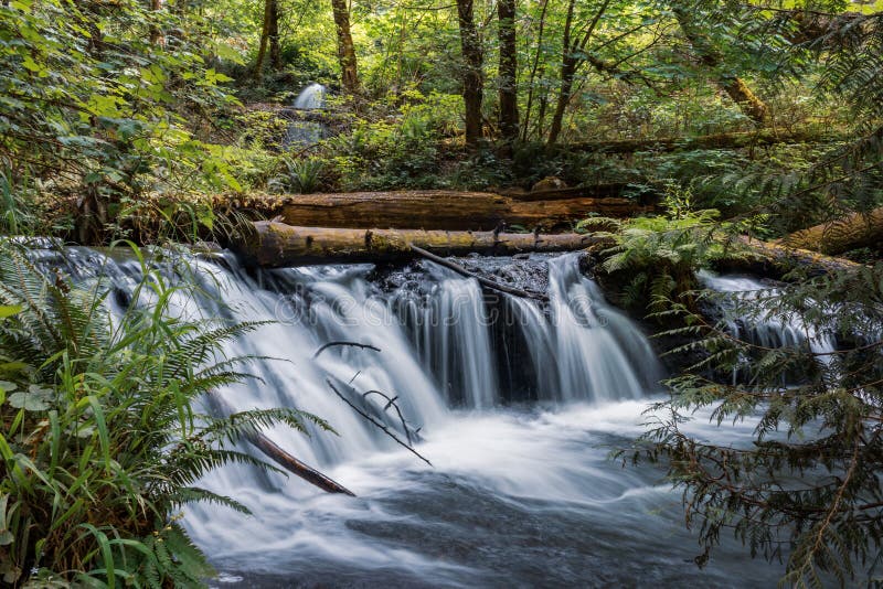 Wasserfall und gefallene Klotz mit Farn in West-Staat Washington lizenzfreie stockfotos Wasserfall und gefallene Klotz mit Farn in West-Staat Washington lizenzfreie stockfotos