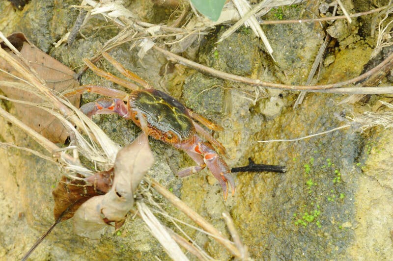 Wasserfallkrabbe, die auf Felsen im Wald klettert lizenzfreie stockfotos Wasserfallkrabbe, die auf Felsen im Wald klettert lizenzfreie stockfotos