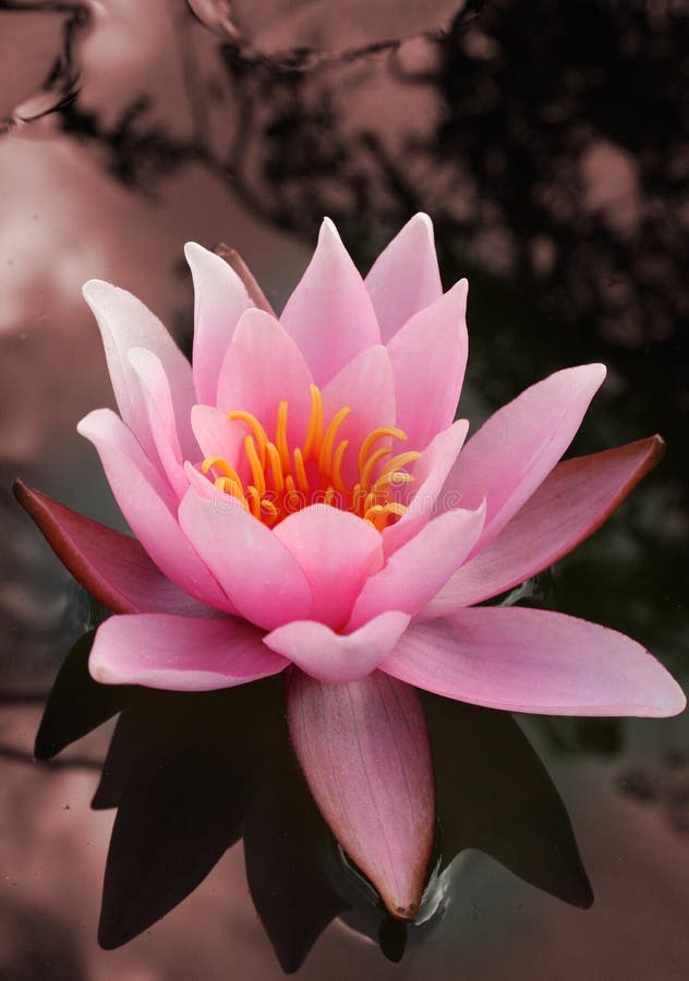 Waterlily or lotus flower carnea in pink, water lily pads on pond or lake with reflections of dark sky in dark red water. Waterlily or lotus flower carnea in pink, water lily pads on pond or lake with reflections of dark sky in dark red water