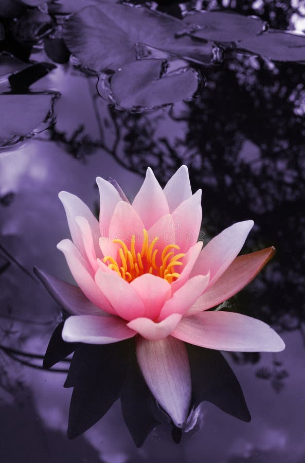 Waterlily or lotus flower carnea in pink, water lily pads on pond or lake with reflections of dark sky in dark blue water. Waterlily or lotus flower carnea in pink, water lily pads on pond or lake with reflections of dark sky in dark blue water