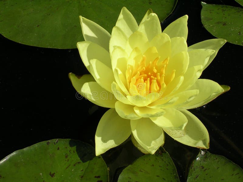 Fragrant waterlilies are one of the most easily recognized of all the aquatic plants. Beautiful large white or occasionally pink many-petaled flowers float on the water's surface surrounded by large, round green leaves. Fragrant waterlilies are one of the most easily recognized of all the aquatic plants. Beautiful large white or occasionally pink many-petaled flowers float on the water's surface surrounded by large, round green leaves.