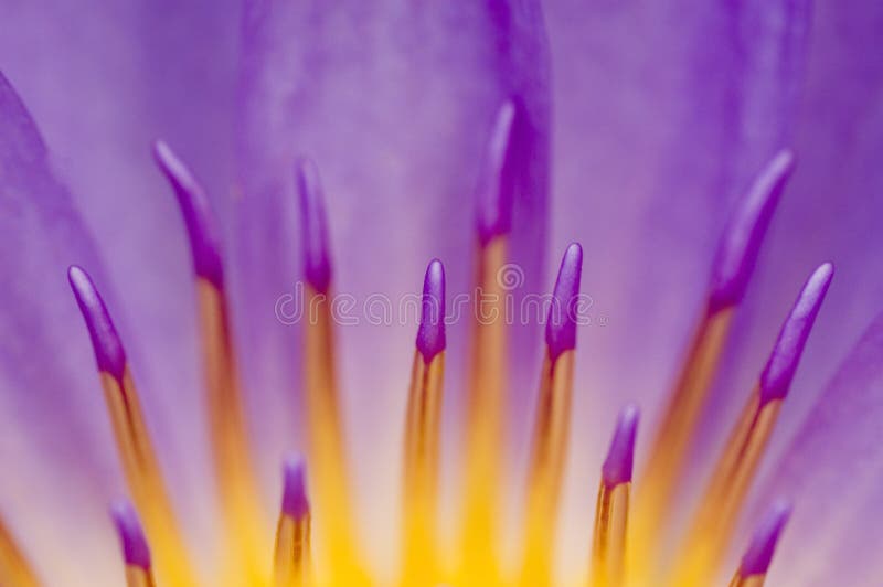 Macro on purple water lily. Macro on purple water lily