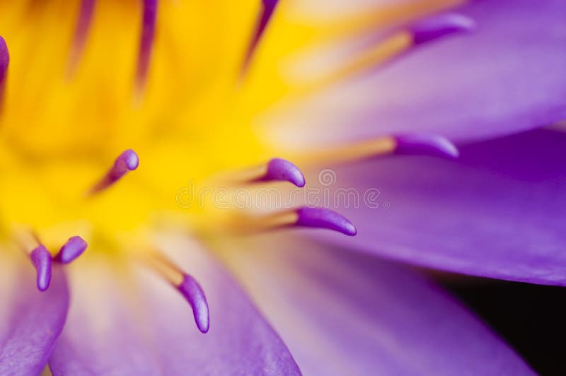 Macro on purple water lily. Macro on purple water lily
