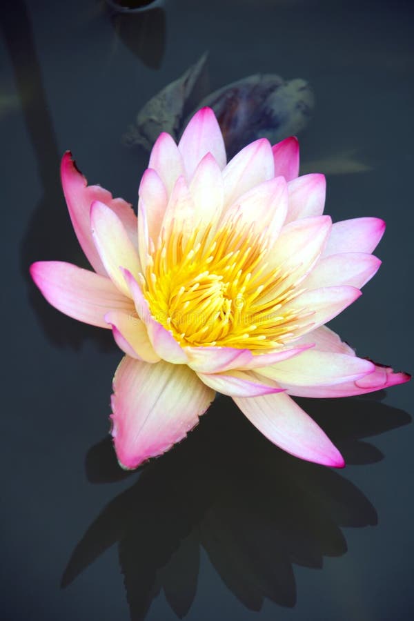 Tropical water lily in a pond. Tropical water lily in a pond