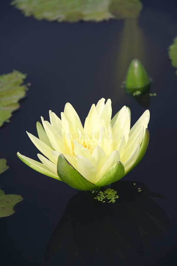 Tropical water lily in a pond. Tropical water lily in a pond