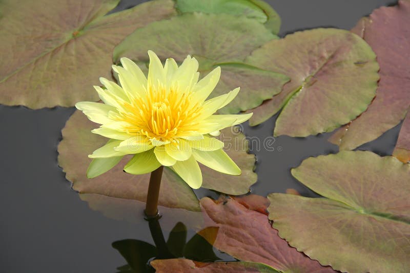 Tropical water lily in a pond. Tropical water lily in a pond
