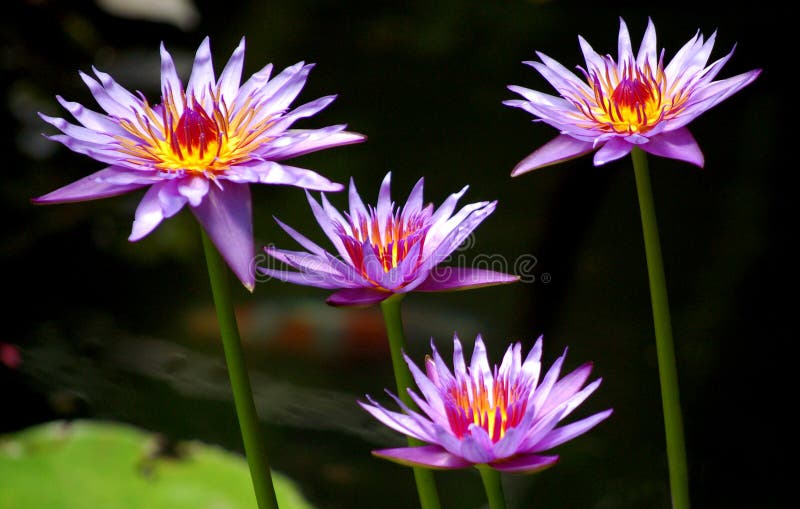 SommerLilien stockfoto. Bild von teich, lilie, japanisch 29802148