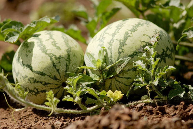 Wassermelone stockfotografie Wassermelone stockfotografie