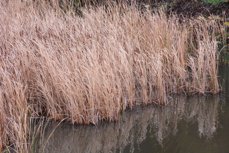 Wasserpflanze im Teich stockbild. Bild von schön, wächst 134545583