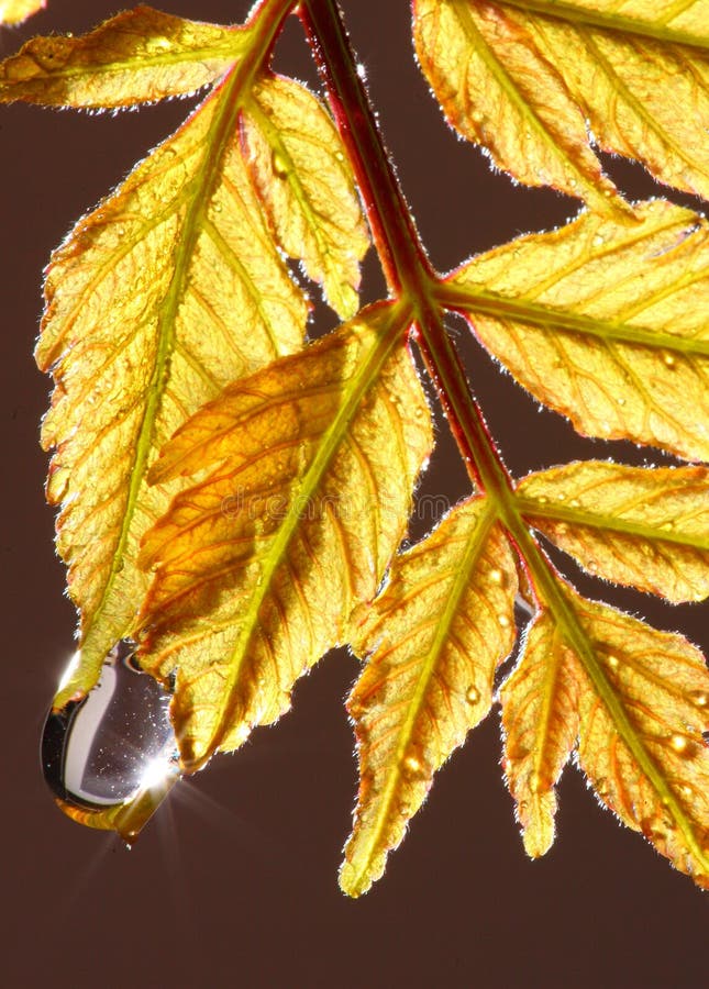 Wassertropfen auf herbstlichen Blättern