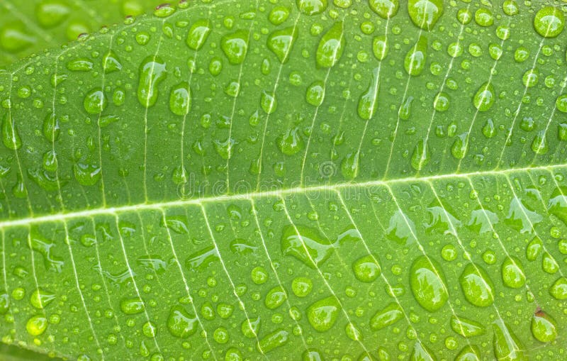 Wassertropfen, Taube auf grünem Leaf stockfotos Wassertropfen, Taube auf grünem Leaf stockfotos