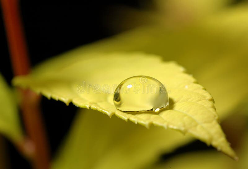 Wassertropfenblatt stockfoto Wassertropfenblatt stockfoto