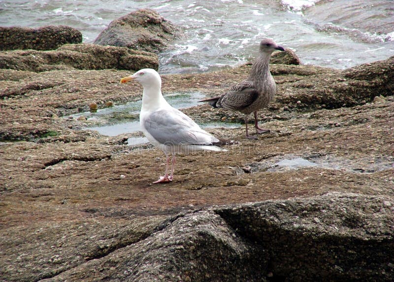 These two birds seem perplexed and disoriented on this rock besten by the waves of the ocean. These two birds seem perplexed and disoriented on this rock besten by the waves of the ocean