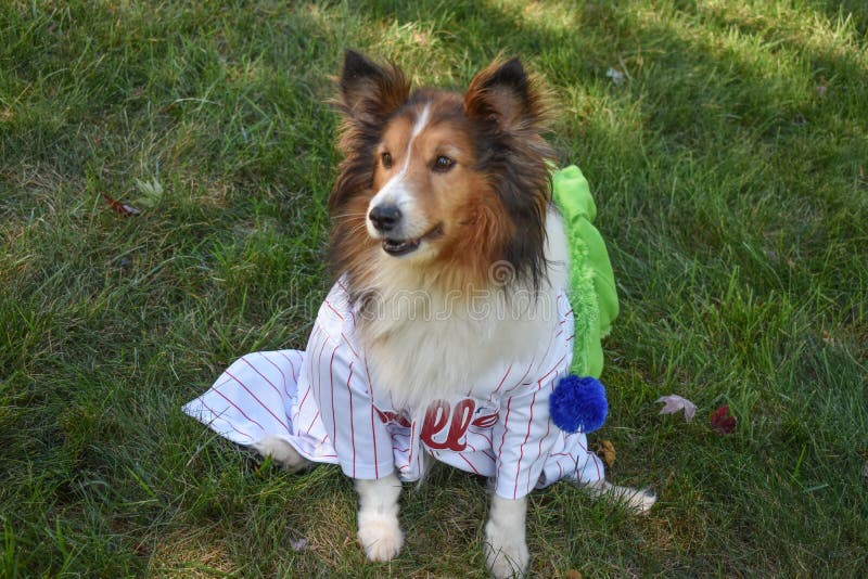 Watch Out, Phanatic! this Sheltie Dog Makes a Perfect Mascot for the  Philadelphia Phillies Editorial Image - Image of pedigreed, animal:  232772825