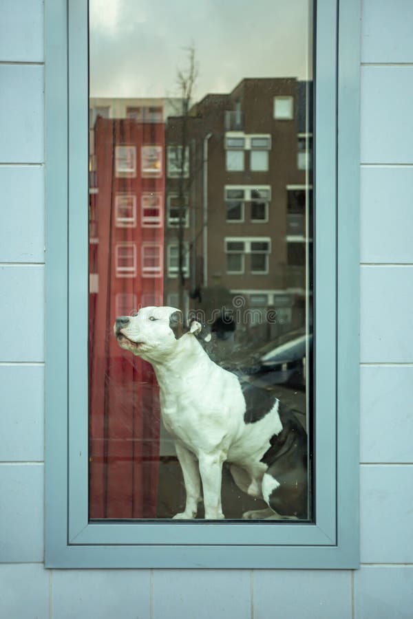 Bulldog che fa capolino ed è guardando attraverso il passante pedonale attraverso la sabbia e sporco vetrine fronte strada in Amsterdam, paesi Bassi.