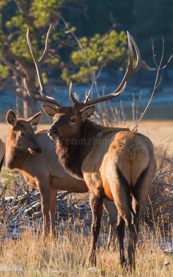 Watchful Elk Defending Herd