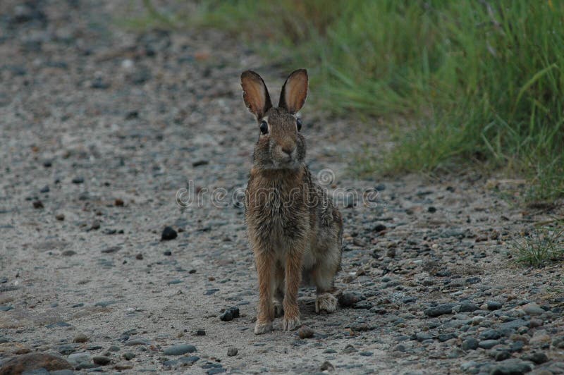 Rabbit on Dirt Trail with Yellow Wildflowers and Trees in California