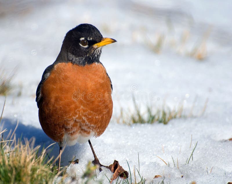 Watchful robin on snow