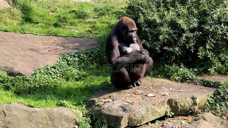 Watching female gorilla takes a seat