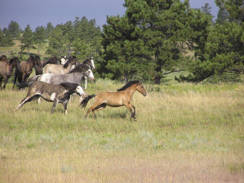 Herd watching galloping horses. Herd watching galloping horses