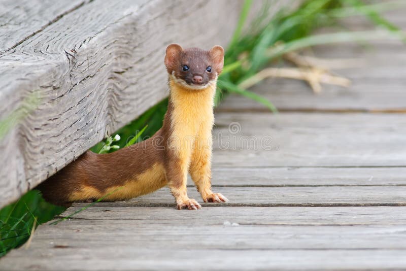 Watching Weasel stock photos