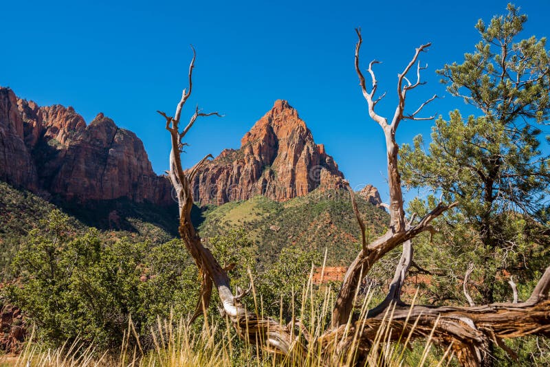 Watchman mountain framed by Tree. Tree with walkway to the Watchman mountain at Zion National Park, Utah stock photo Watchman mountain framed by Tree. Tree with walkway to the Watchman mountain at Zion National Park, Utah stock photo