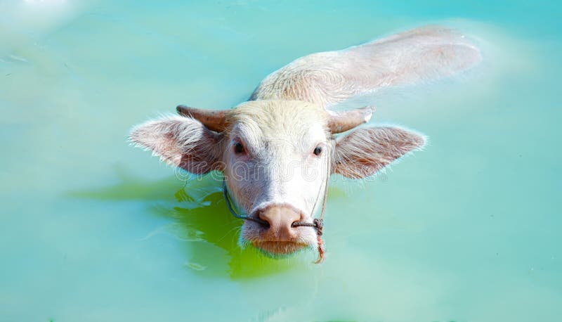 munkanélküliség hasított magán for sale albino water buffalo idegesít ...