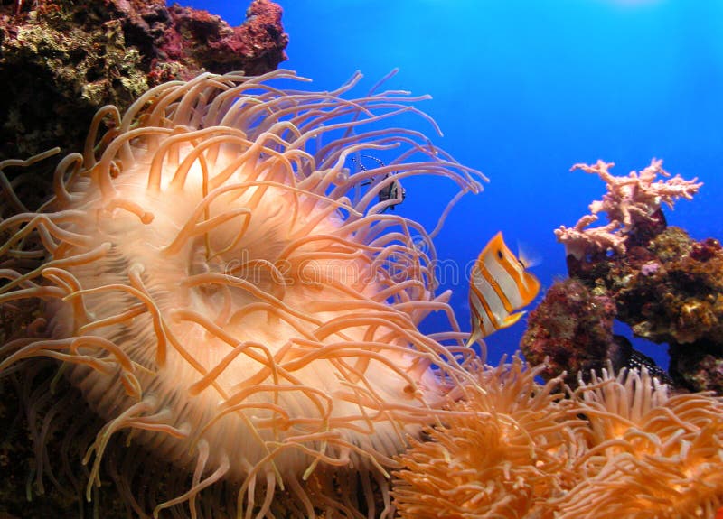 Water anemone