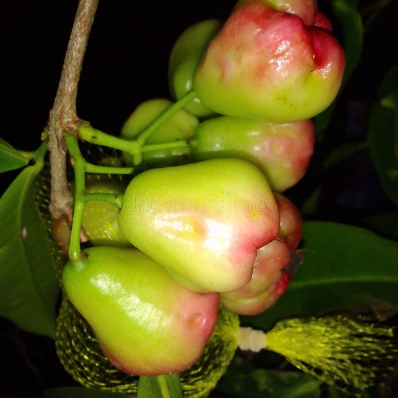Water Apple fruit stock image. Image of beautiful, night 262309933