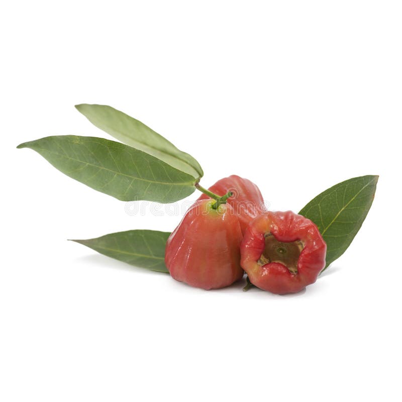 Water Apple or Red Rose Apple or Bell Fruit on White Background Stock Image Image of bell