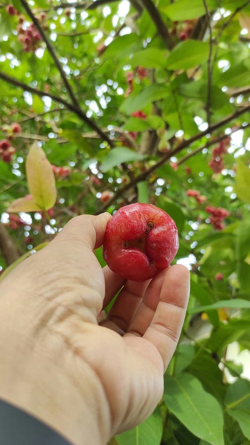 Water apple or rose apple stock photo. Image of deciduous 274966108