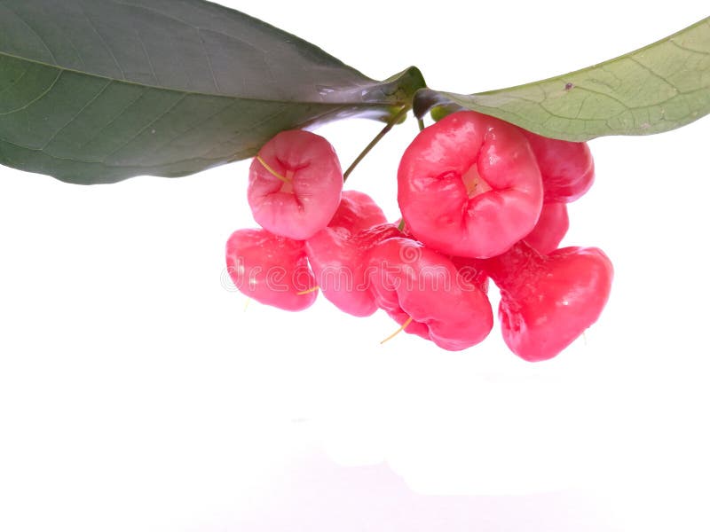 Water apple or rose apple stock photo. Image of ripe 80842010