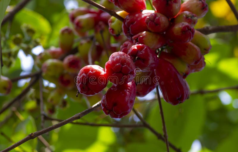 Water Apples Fruit on Its Tree, Known As Rose Apples or Watery Rose