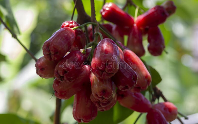 Water Apples Fruit on Its Tree, Known As Rose Apples or Watery Rose