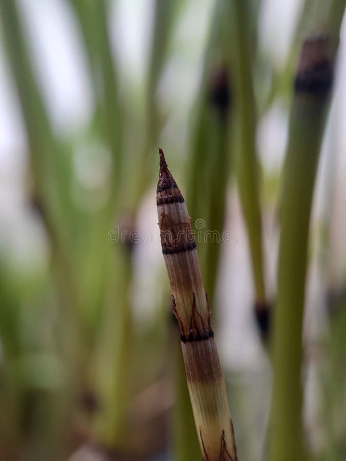 Water Bamboo Shoots on Green Blur Background Stock Photo Image of