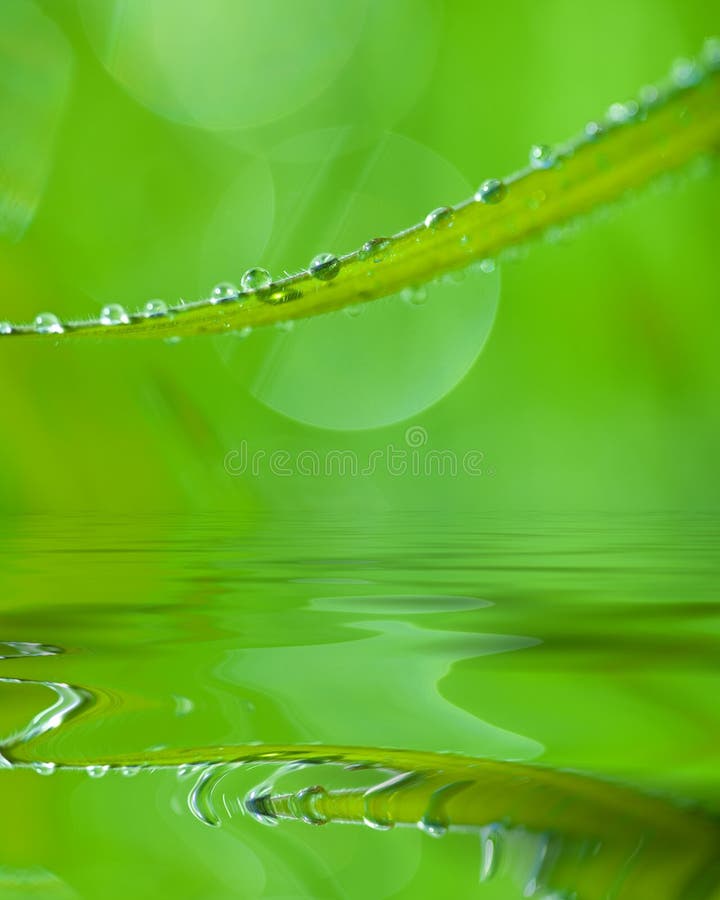 Water Beads on Blade of Grass