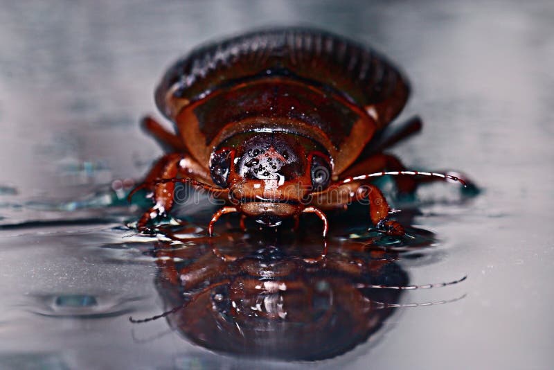 Water Beetle Isolated Swimming Stock Photos Free & RoyaltyFree Stock
