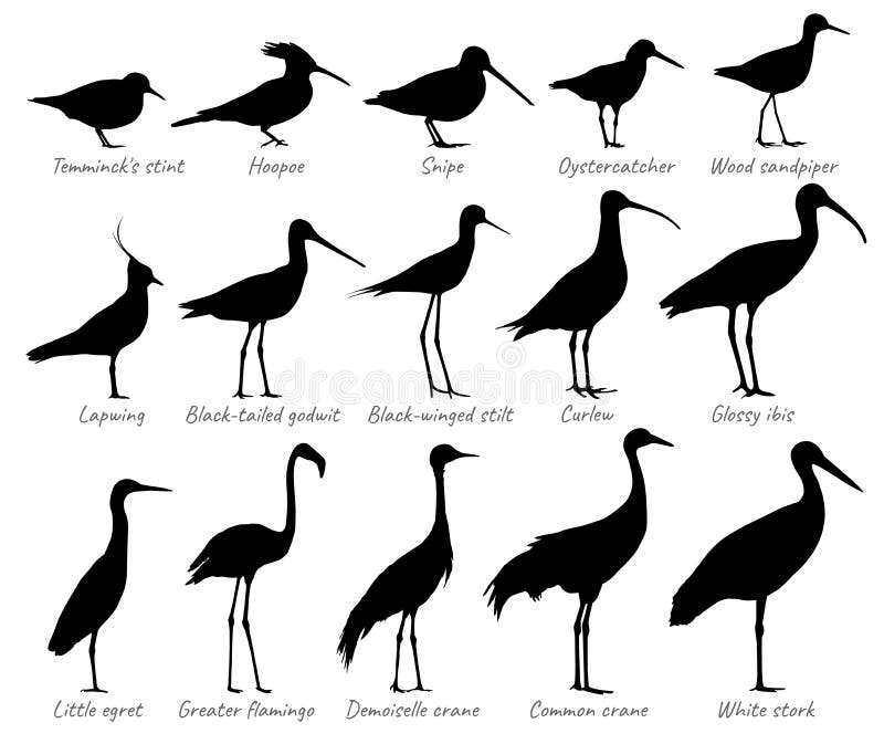 Water Birds and Birds of Fields Silhouettes Vector Collection 向量例证 插画 包括有 矶鹞, 查出 166686596
