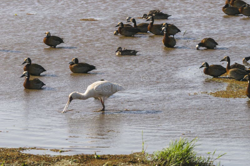 Water birds in Lake Manyara